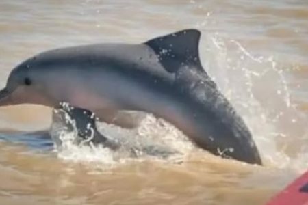 Dolphin Tour